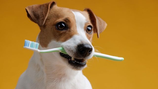 Köpeklerde Kötü Nefes: Sebep ve Çözüm İpuçları